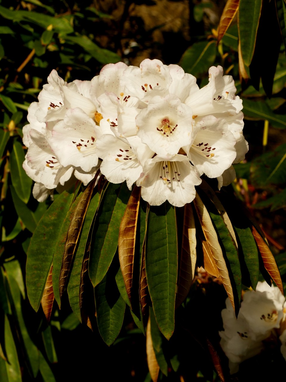 R. arboreum ssp. cinnamomeum